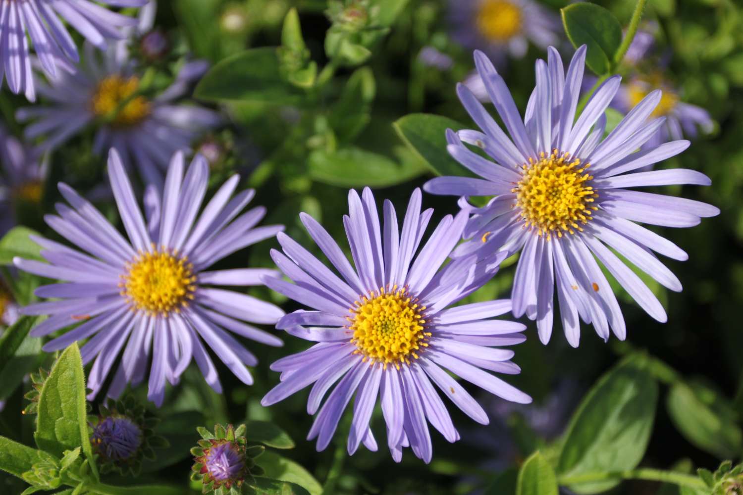 Nappiasteri 'Mönch' (Aster × frikartii)